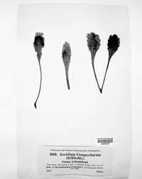 Puccinia lapsanae image